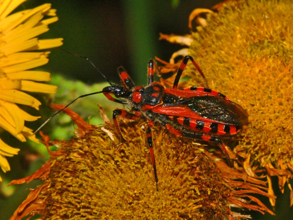 Quale Rhynocoris?